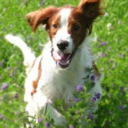 Gordon Setters and Irish Red and White Setters from Moonstone Setters