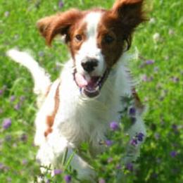 Gordon Setters and Irish Red and White Setters from Moonstone Setters