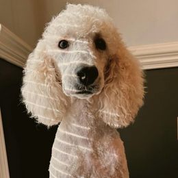 Goldendoodles and Poodles from Lee’s Pups & Cuts