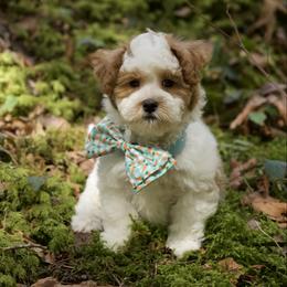 Louie Vuitton - Parti male Maltipoo puppy in Deming, Washington from Heavenly Puppies to Love