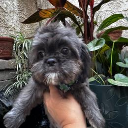 Prince - Black and white male Shih Tzu puppy in Victorville, California from Precioustzus