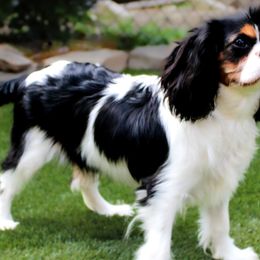 Cavalier King Charles Spaniels, Cavapoos, and Havanese from Grayfinn House