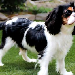 Cavalier King Charles Spaniels, Cavapoos, and Havanese from Grayfinn House