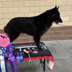 Phoebe - Belgian Sheepdog