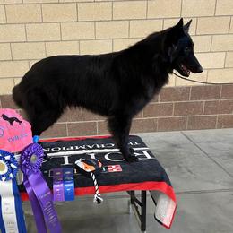 Phoebe - Belgian Sheepdog