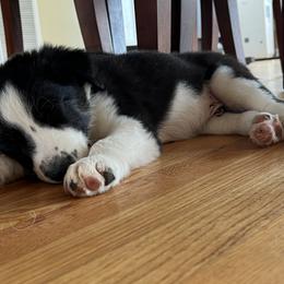 Border Collie Puppies from Roaring River Border Collies
