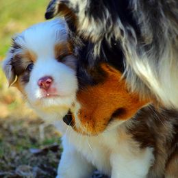 Australian Shepherd Puppies from Amazing Aussies