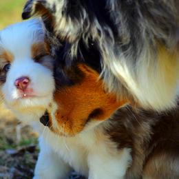 Australian Shepherd Puppies from Amazing Aussies