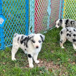 Boy 7 - Blue merle male Australian Shepherd puppy in Lakeland, Florida from Infinite Aussies