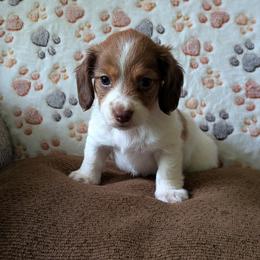 Sissy - Chocolate and tan female Dachshund puppy in Cambridge, Ohio from Mindy's Mini Dachshunds