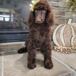 Poodle Puppies from McPoodle Dog Ranch