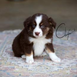 Salsa - Red tri female Miniature Australian Shepherd puppy in Prague, Oklahoma from Clay Creek Aussies