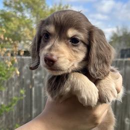 Dachshunds from R.G. Dachshunds