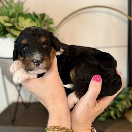 Rosalina- blue collar female - Tri-color female Bernedoodle puppy in Salt Lake County, Utah from Coco Avenue Pups