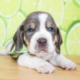 Tank - Blue tan and white male Basset Hound puppy in Antlers, Oklahoma from Rocking H