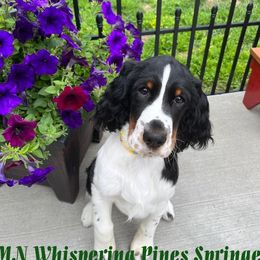 English Springer Spaniel All Grown Up from MN Whispering Pines Springers