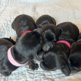 Dachshund Puppies from Phillian Family Mini Dachshunds