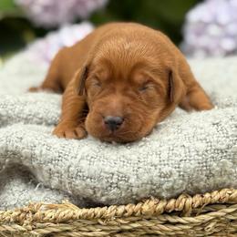 Gator - Yellow male Labrador Retriever puppy in Puyallup, Washington from 12 Door Farm Labradors