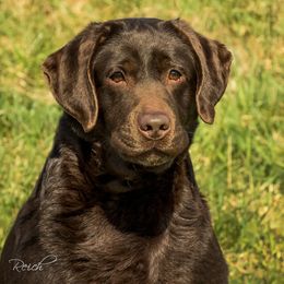 Bella - Labrador Retriever
