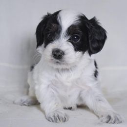 Monica - Black white and tan female Cockapoo puppy in Ellensburg, Washington from Dawn to Dusk Cockapoos