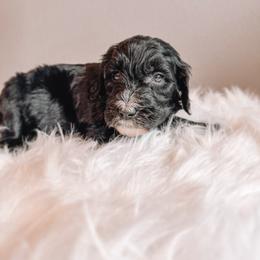 Phoebe - Black and white female Sheepadoodle puppy in Republic, Missouri from DOOD & Co