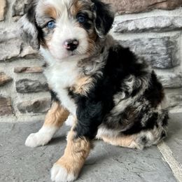 Assorted Doodle Crosses, Aussiedoodle, and Goldendoodle Puppies from Skyridge Doodles