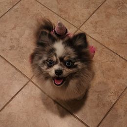 Chaos - Pomeranian