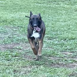 Kenzi - Belgian Malinois