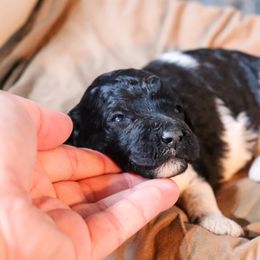 Poodle Puppies from BC’s Poodles on the Mountain