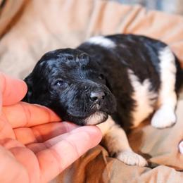 Poodle Puppies from BC’s Poodles on the Mountain