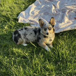 American Corgi and Pembroke Welsh Corgi Puppies from Flying K Corgis