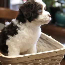Aussiedoodle Puppies from Ohana Companions