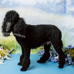Poodle Puppies from Abbott Standard Poodles