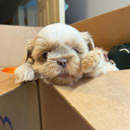Lavendar girl - Cream and white female Shih Tzu puppy in Berkeley Springs, West Virginia from Sandridge Shih Tzus