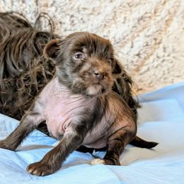 DaoDog Marvel Diva Mottilda - Chocolate female Chinese Crested puppy in Highland Park, Michigan from Family Kennel Dao Dog