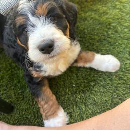 Bernedoodle and Bernese Mountain Dog Puppies from Sage Hills Bernedoodles