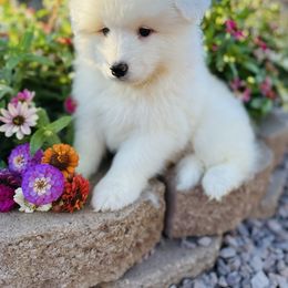 Orange - White male Samoyed puppy in Paulden, Arizona from Carefree Samoyeds & Deserthills Labradors