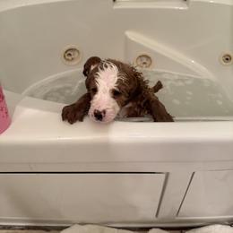 Bernedoodle Puppies from Palmetto Bernedoodles Boutique
