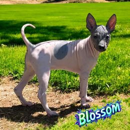 Blossom - White and black female American Hairless Terrier puppy in Buckingham, Illinois from Gaus Hof