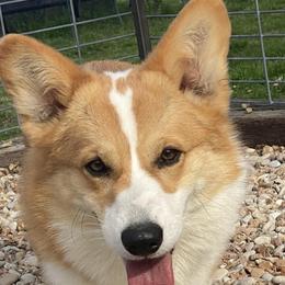 Bubby - Pembroke Welsh Corgi