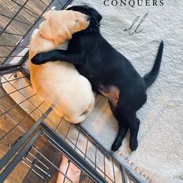 Labrador Retriever Puppies from Triple L Labs & Co.