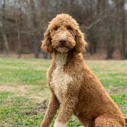 Woodstock  - Labradoodle