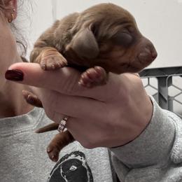 Mocha - Chocolate and tan male Dachshund puppy in Indian Trail, North Carolina from Hilda’s Teenie Weenies