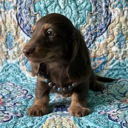Asher - Chocolate and tan male Dachshund puppy in Lincoln, Arkansas from Red Dirt Dachshunds