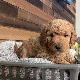 Aussiedoodle, Bernedoodle, Bernese Mountain Dog, and Sheepadoodle Puppies from Draper Mountain Doodles