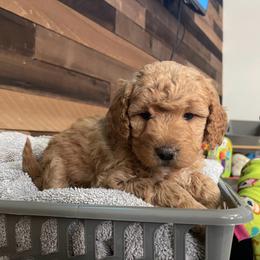 Aussiedoodle, Bernedoodle, Bernese Mountain Dog, and Sheepadoodle Puppies from Draper Mountain Doodles