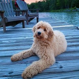 Goldendoodle Puppies from Hobble Creek Farms