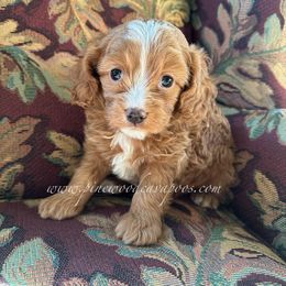 Cavapoo Puppies from Pinewood Cavapoos