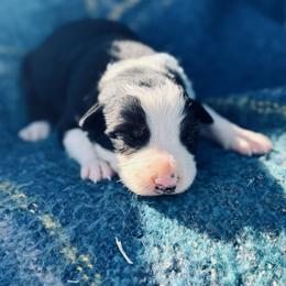 Light Blue - Black and white male Border Collie puppy in Minden, Iowa from Rocking N Registered Border Collies & Labradors