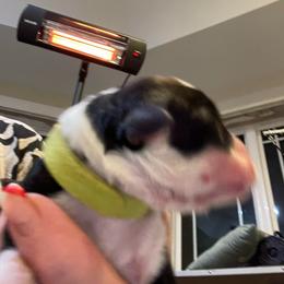 Girl 5 - Black and white female Sheepadoodle puppy in Rocky Point, North Carolina from CelticDoods